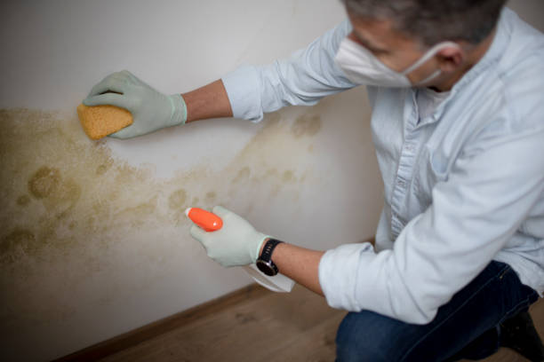 Best Commercial Mold Removal  in Middle Valley, TN
