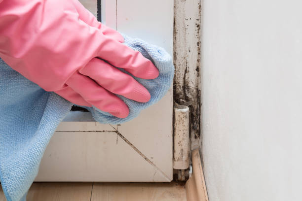 Certified Mold Removal in Middle Valley, TN