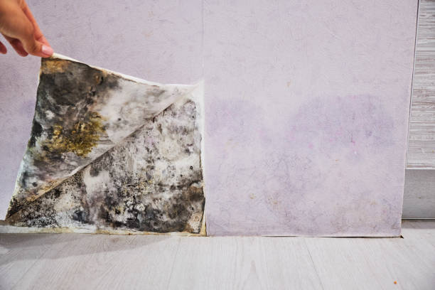 Best Mold Damage Repair  in Middle Valley, TN